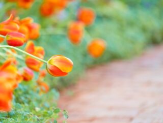 Pomarańczowe kwiaty w ogrodzie – jakie rośliny kwitną w ogrodzie na pomarańczowo?