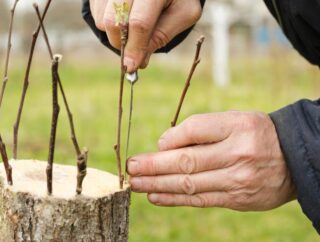 Wierzba mandżurska: sadzenie, uprawa, cięcie – ciekawostka dendrologiczna uprawiana w ogrodzie
