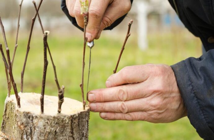 Wierzba mandżurska: sadzenie, uprawa, cięcie – ciekawostka dendrologiczna uprawiana w ogrodzie