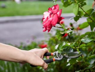 Jak i kiedy najlepiej przesadzać róże w ogrodzie, by zrobić to prawidłowo?