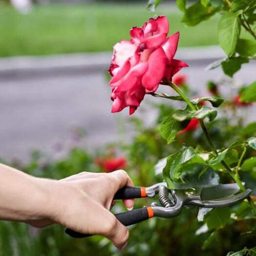 Jak i kiedy najlepiej przesadzać róże w ogrodzie, by zrobić to prawidłowo?