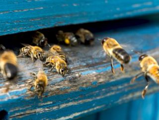 Propolis w leczeniu chorób skórnych i nie tylko