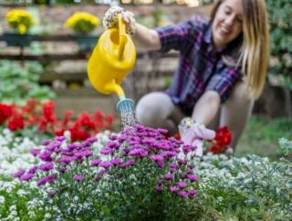 Jakie rośliny można uprawiać w ogrodzie? Kocanki – sposób uprawy i zastosowanie
