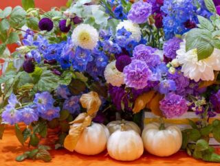 Najpiękniejsze kwiaty jesiennego ogrodu: Marcinki, michałki i astry bylinowe