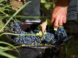 Wybór odmian winogron do uprawy na działce