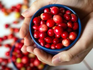 Dzika żurawina i jej unikalne korzyści zdrowotne