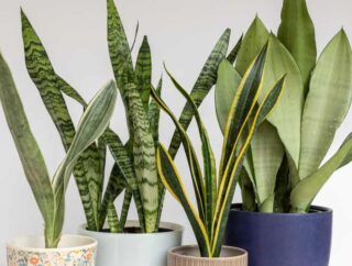Rośliny doniczkowe z dekoracyjnymi, zielonymi liśćmi do domu