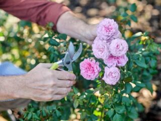 Unikaj tych błędów w uprawie róż, aby cieszyć się pięknymi kwiatami