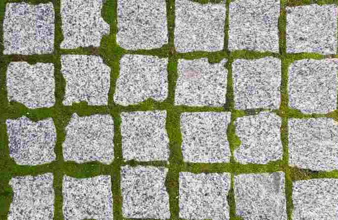 Jak pozbyć się mechowej roślinności z trawnika i kostki brukowej? Skuteczne metody usuwania.